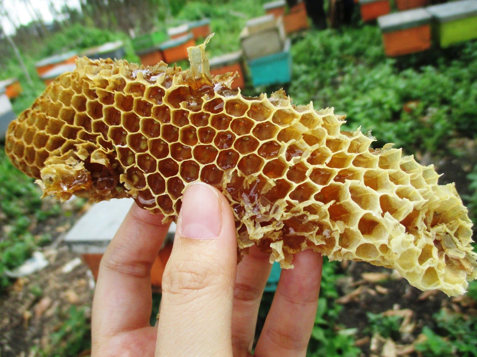 Ketambe Trekking and Rafting Tour